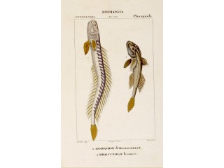 CORSI (incise) da un disegno di PRETRE - GOBIOIDE DI BROUSSONNET