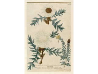 WEINMANN Johann Wilhelm - CARLINA