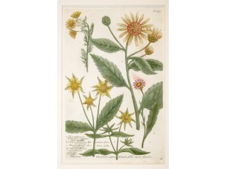 WEINMANN Johann Wilhelm - CHRISANTHEMUM TUBEROSUM