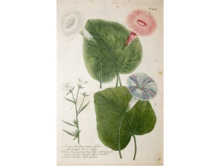 WEINMANN Johann Wilhelm - CONVOLVULUS MAJOR FOLIO SUBROTUNDO FLORE ALBO