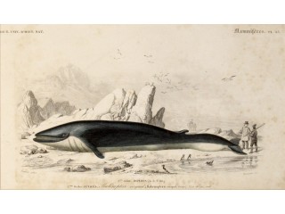 TRAVIES Edouard ( dipinse ) FOURNIER ( incise ) - BALENOPTERA