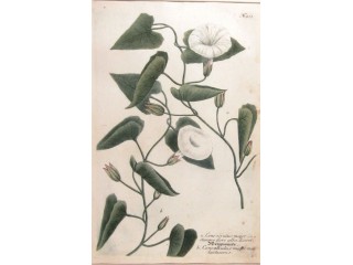 WEINMANN Johann Wilhelm - CONVOLVULUS